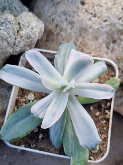 Echeveria Berserk mutations variegata - Зображення 2