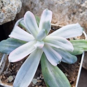 Echeveria Berserk mutations variegata