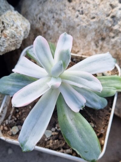 Echeveria Berserk mutations variegata