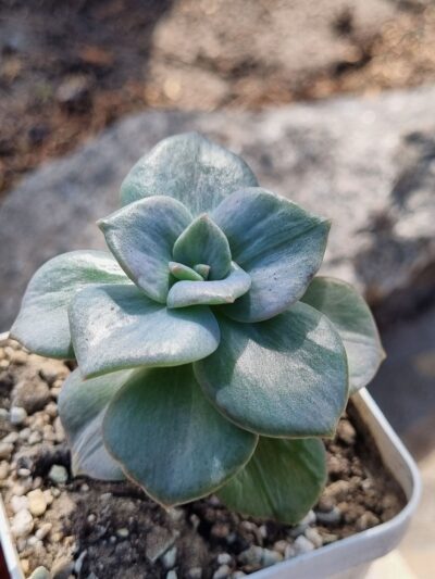 Graptoveria Bainesii var - Зображення 4