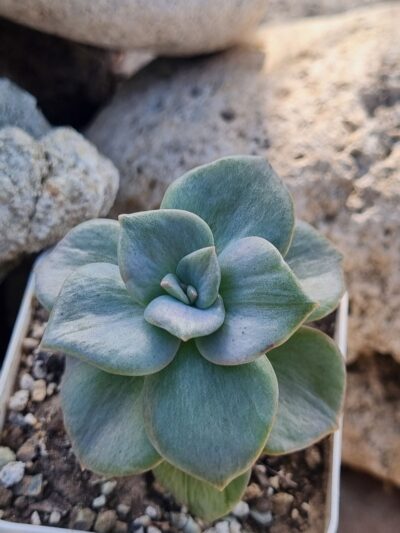 Graptoveria Bainesii var - Зображення 3