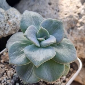 Graptoveria Bainesii var