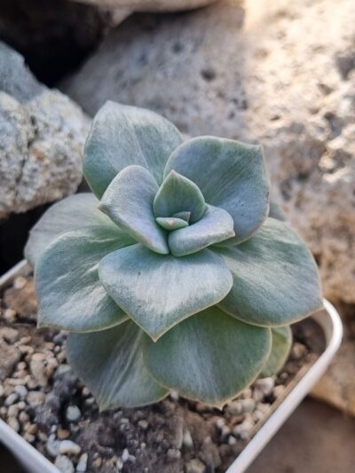 Graptoveria Bainesii var