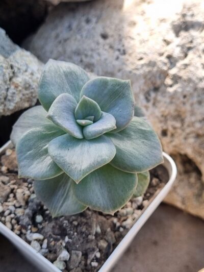 Graptoveria Bainesii var - Зображення 2