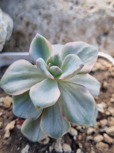 Echeveria Mrs Richards var - Зображення 3