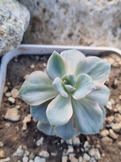 Echeveria Mrs Richards var - Зображення 2