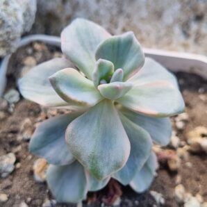 Echeveria Mrs Richards var