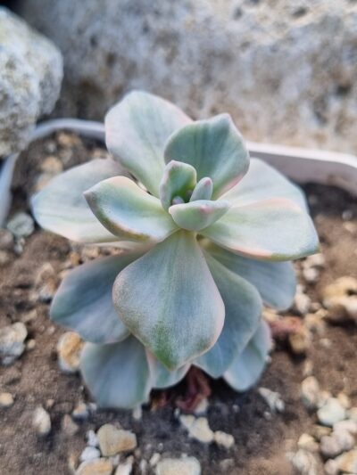 Echeveria Mrs Richards var
