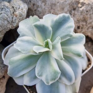Echeveria Japan Moon River var