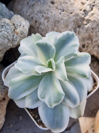 Echeveria Japan Moon River var