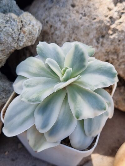 Echeveria Japan Moon River var - Зображення 2