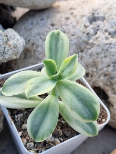 Graptoveria Fred Ives variegata - Зображення 2