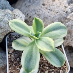 Graptoveria Fred Ives variegata