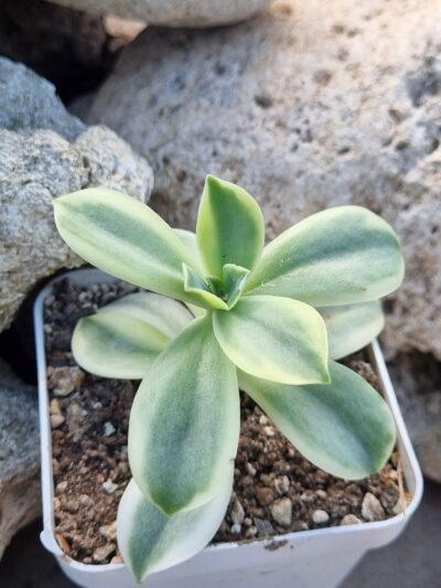 Graptoveria Fred Ives variegata