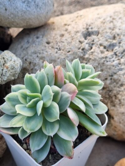 Echeveria Luella var (подвійна) - Зображення 3
