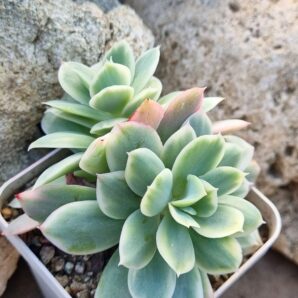 Echeveria Luella var (подвійна)