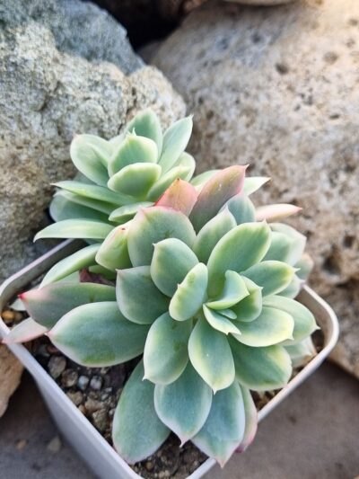 Echeveria Luella var (подвійна)