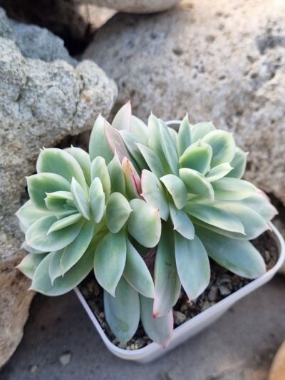 Echeveria Luella var (подвійна) - Зображення 2