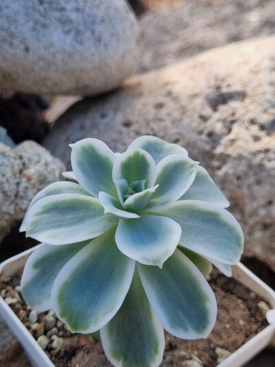 Echeveria Lemon rose var - Зображення 3