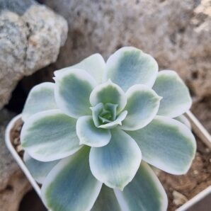 Echeveria Lemon rose var