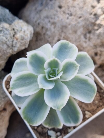 Echeveria Lemon rose var