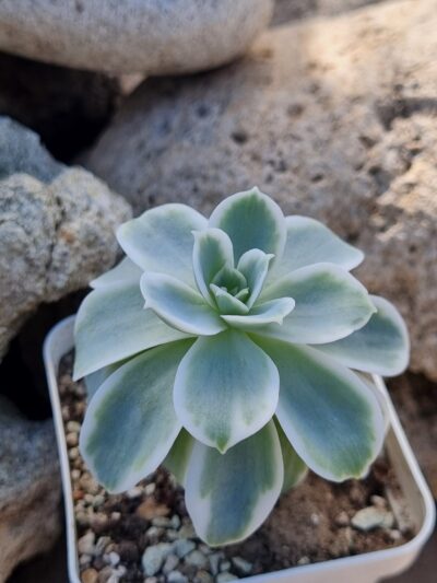 Echeveria Lemon rose var - Зображення 2