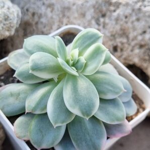 Echeveria Luella var