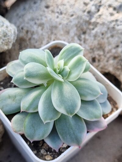 Echeveria Luella var