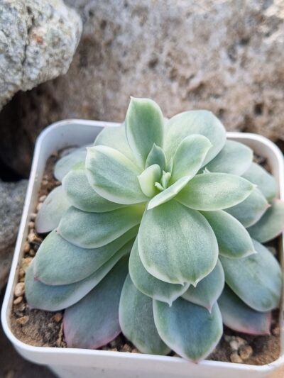 Echeveria Luella var - Зображення 2