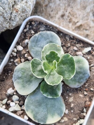 Cotyledon Undulata variegata - Зображення 2