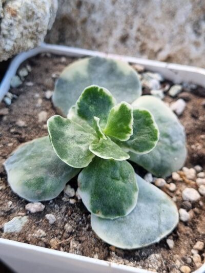 Cotyledon Undulata variegata