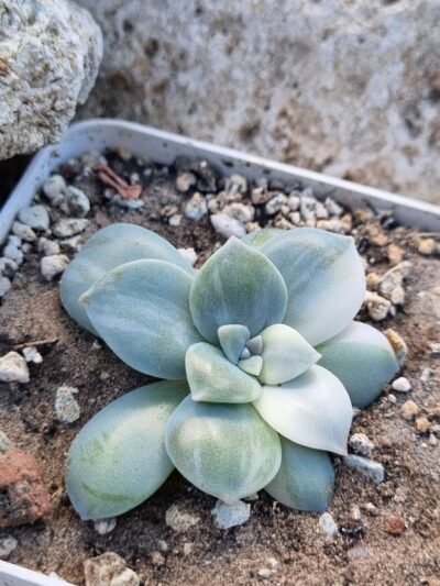 Graptopetalum Superbum var - Зображення 2