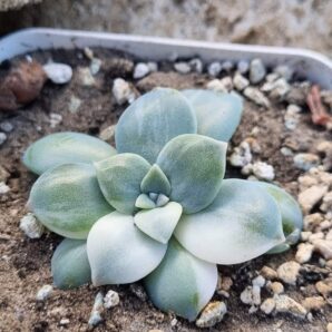 Graptopetalum Superbum var