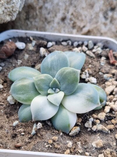 Graptopetalum Superbum var