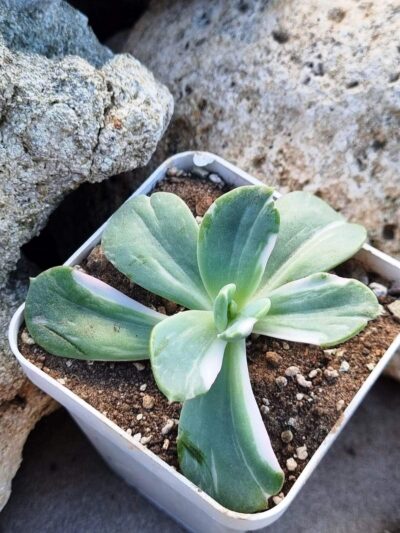 Echeveria Berserk variegata - Зображення 2