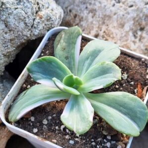 Echeveria Berserk variegata