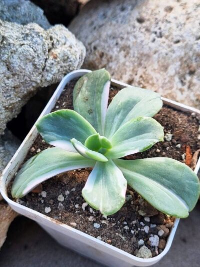 Echeveria Berserk variegata