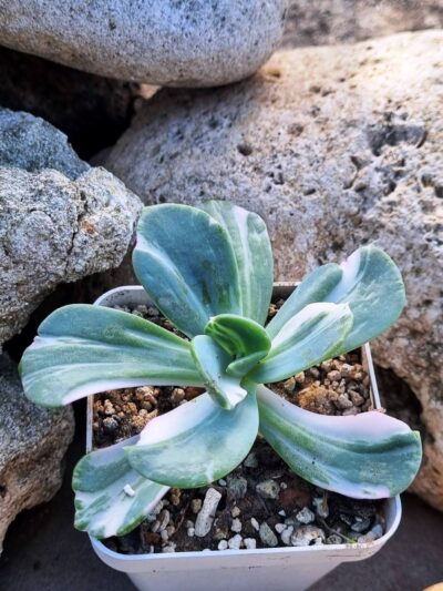 Echeveria Berserk variegata - Зображення 2