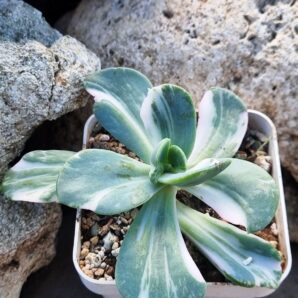 Echeveria Berserk variegata