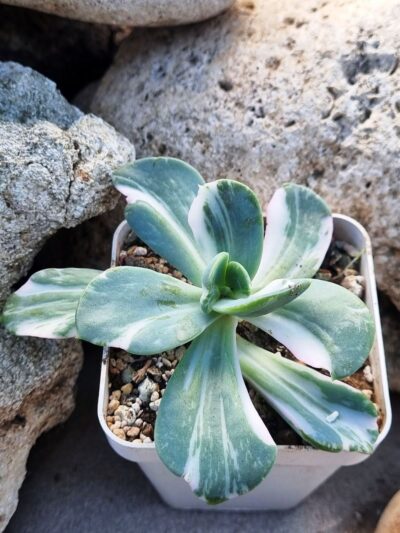 Echeveria Berserk variegata