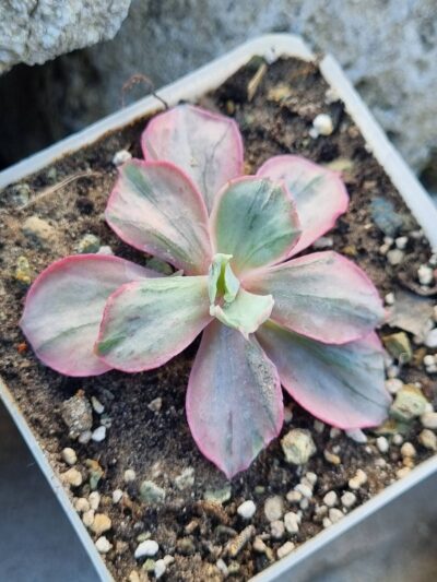 Echeveria Chantilly Mulation variegated - Зображення 3