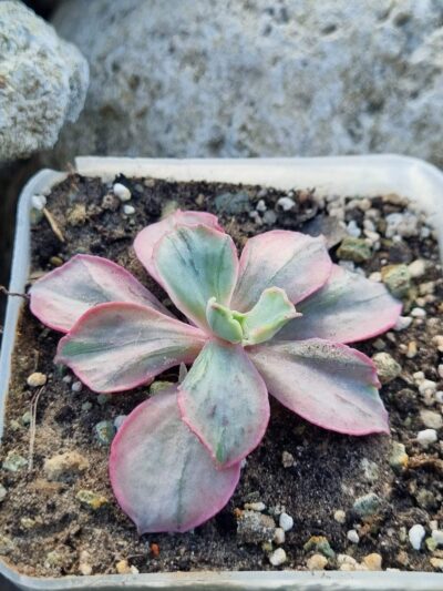 Echeveria Chantilly Mulation variegated - Зображення 2