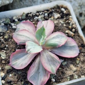 Echeveria Chantilly Mulation variegated