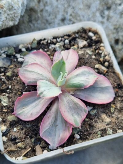 Echeveria Chantilly Mulation variegated