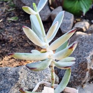 Cotyledon orbiculata Oophylla