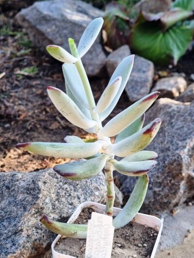 Cotyledon orbiculata Oophylla