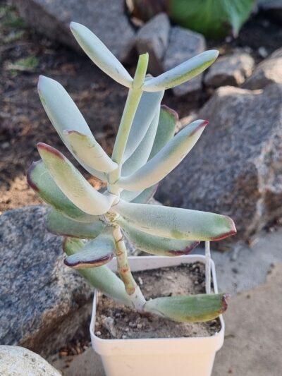 Cotyledon orbiculata Oophylla - Зображення 2