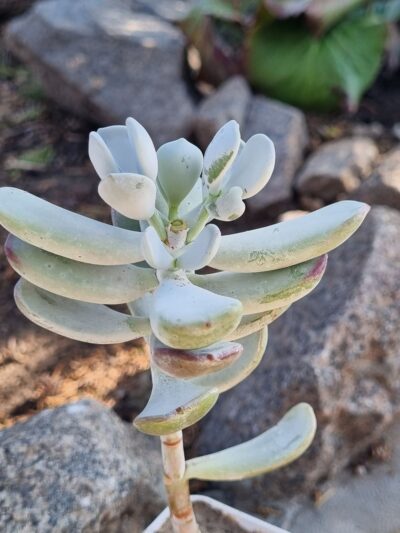 Cotyledon - Зображення 3