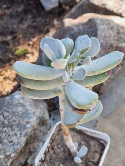 Cotyledon - Зображення 2