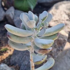Cotyledon